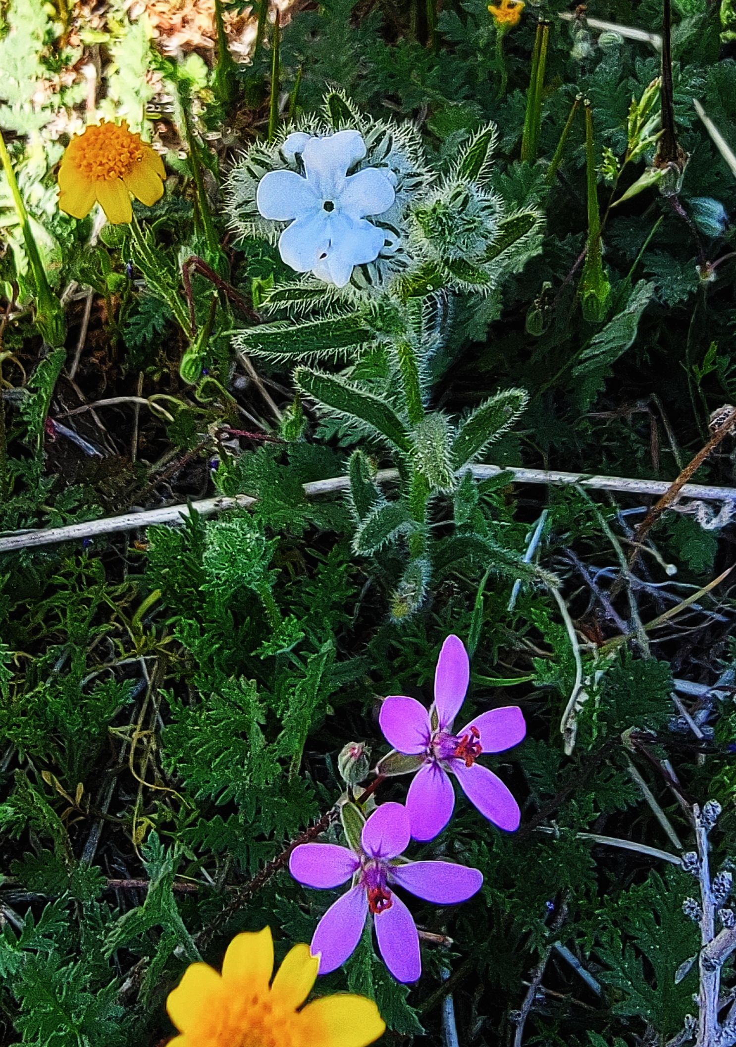 Cryptantha with Stork's Bill